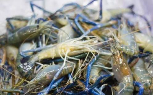 罗氏沼虾是一种极为珍贵的水产食材,并且相对小龙虾,本土淡水虾,罗氏