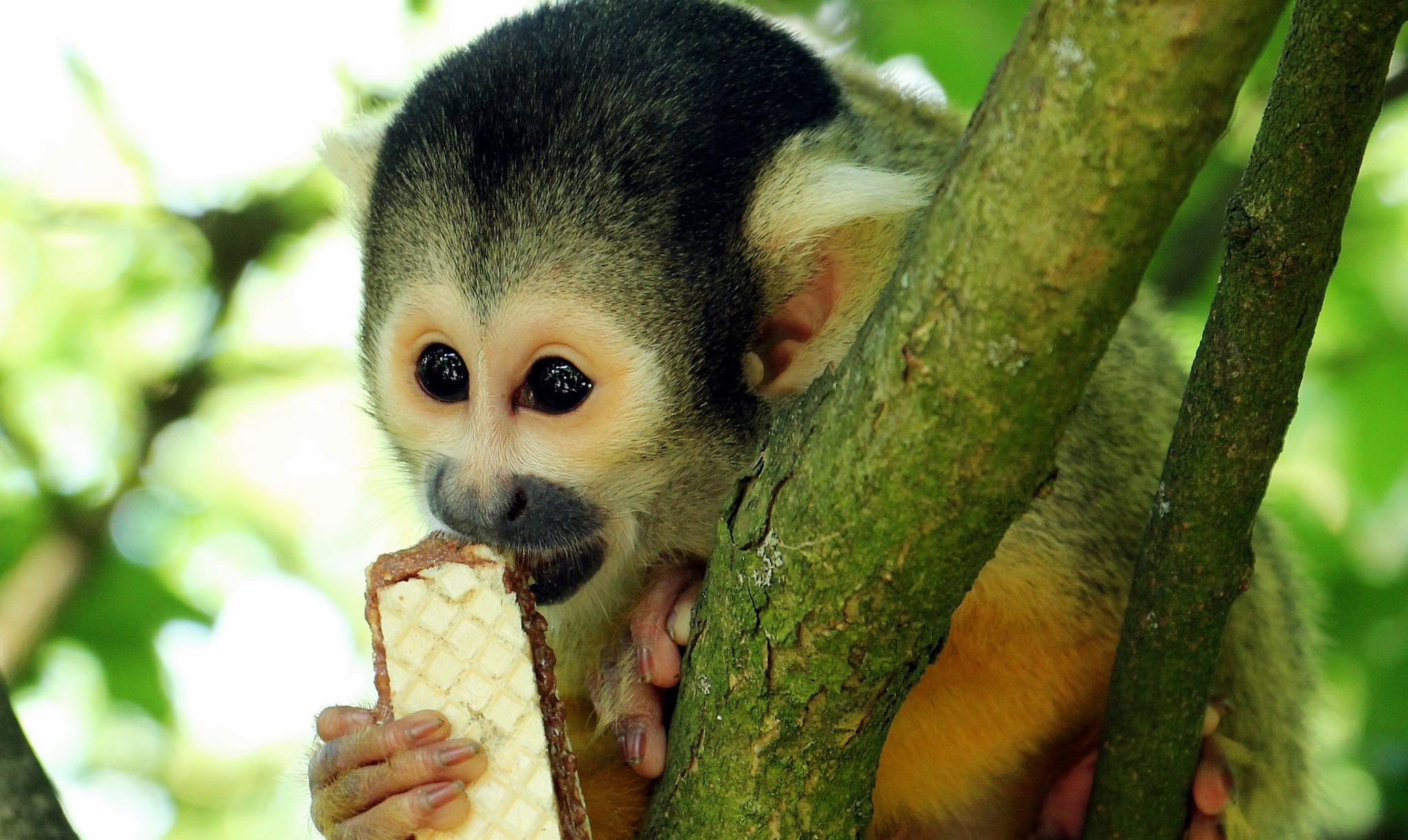 猴子长得像松鼠,起名叫松鼠猴,偷偷进食的模样太可爱了