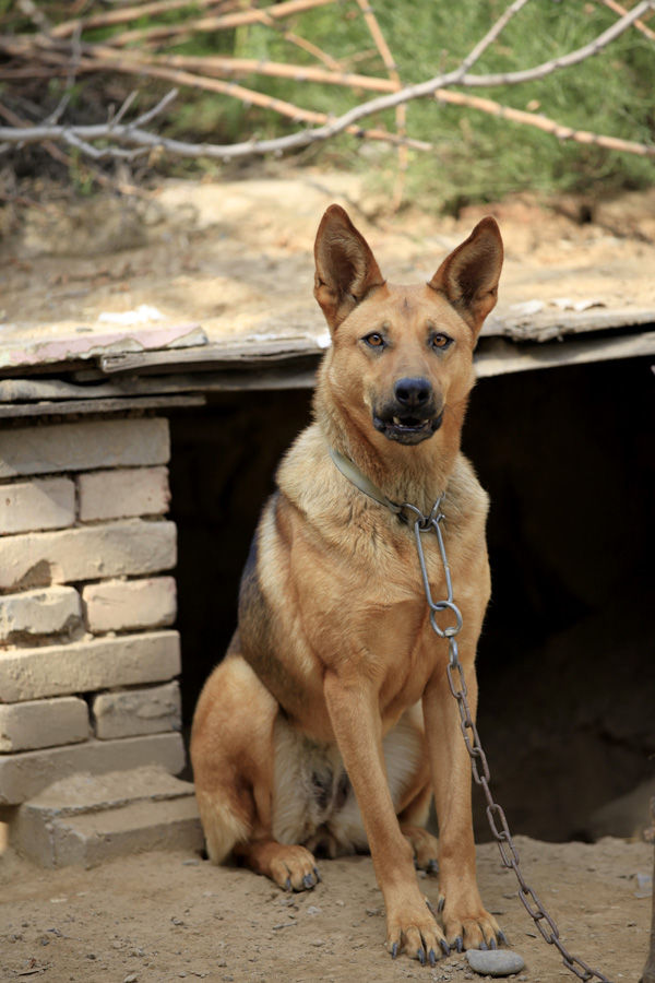 养了十多年的狼狗最近每天消失一小时主人知道顿时痛哭流涕