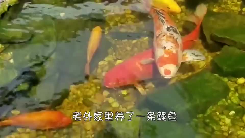 老外给鲤鱼清理寄生虫 这一幕恐怕很多人都没见过 网友表示养了 老外给鲤鱼清理寄生虫 这一幕恐怕很多人都没见过 网友表示养了