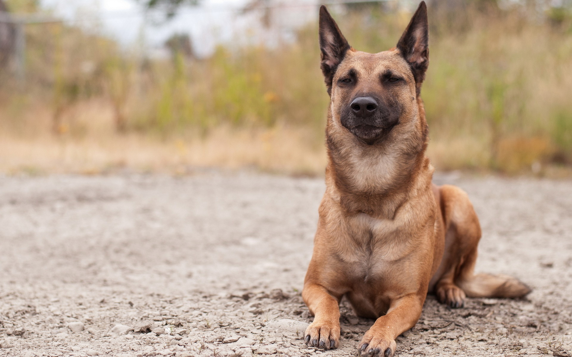 养了十多年的狼狗最近每天消失一小时,主人知道顿时痛哭流涕|大狼狗