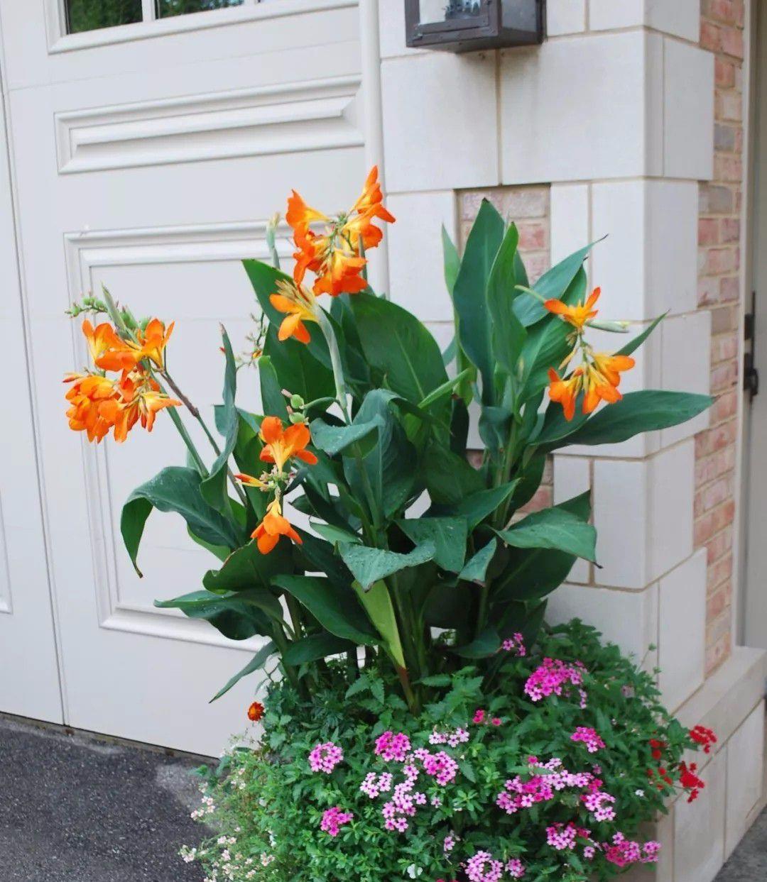 不同叶色的美人蕉养花盆里,变成多年生的热带开花盆栽