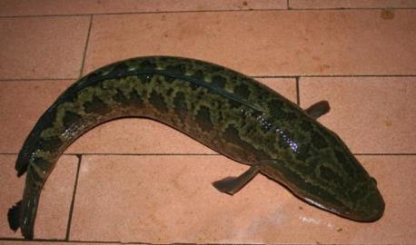 鱼不仅有锋利的牙齿,它的身体上面还有一些黑色的斑点,就像蛇皮一样