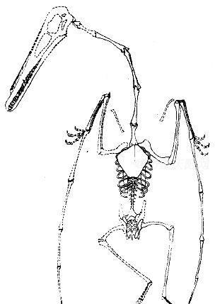 环江翼龙化石骨架复原图第一节 环江翼龙的发现和研究1978年4月,原
