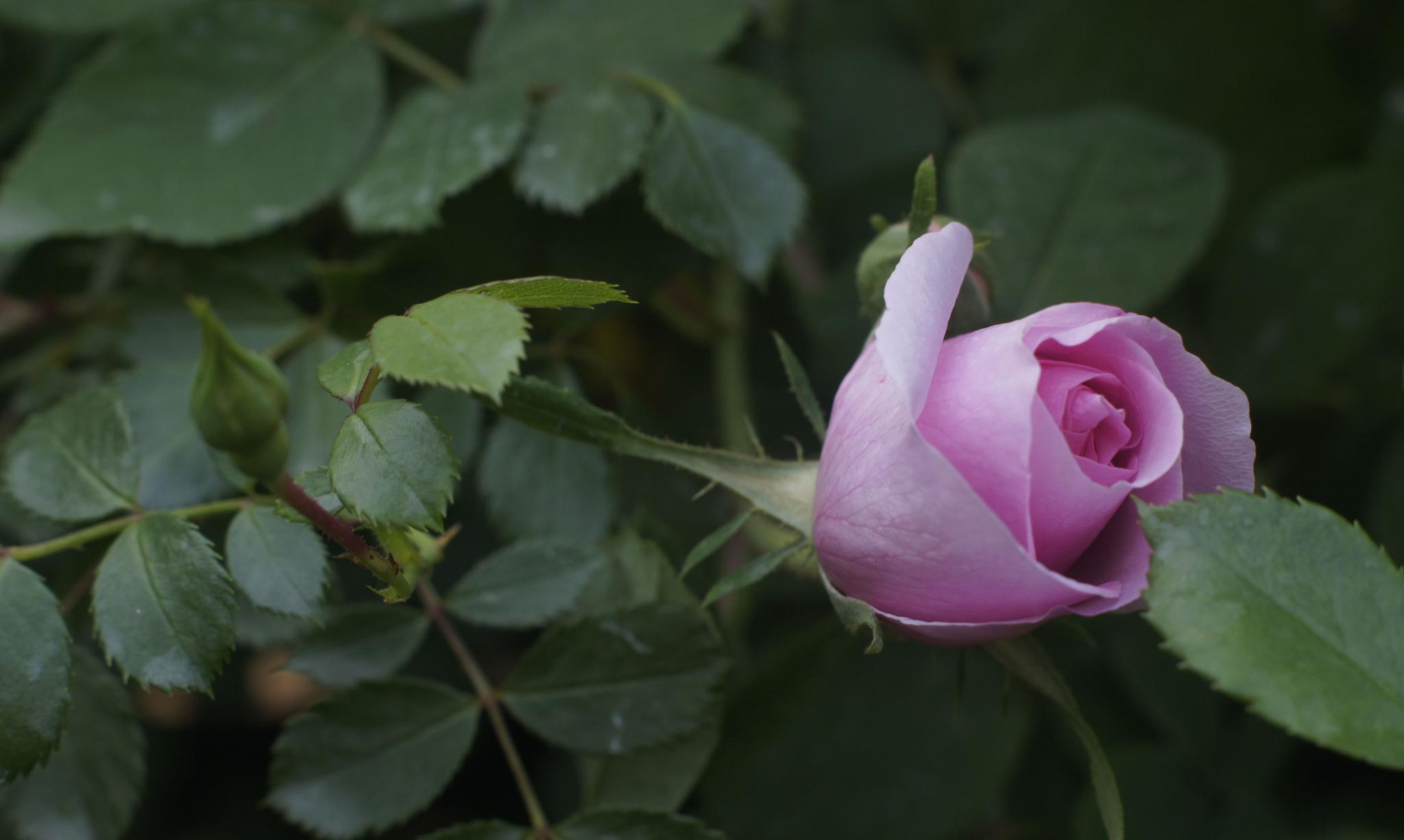 常州市紫荆公园月季花展,缤纷的月季竞相开放,令游客流连忘返_高清