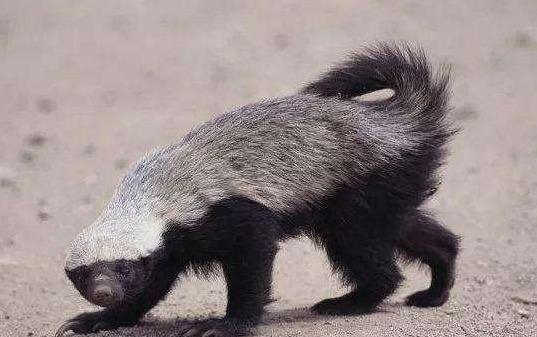 "平头哥"吃蛇如同吃辣条,猪也一样,猪是蛇的克星不只是婚姻上|蜜獾