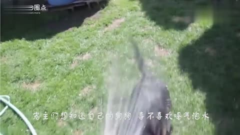 狗狗喝上气泡水会发生什么看到柴犬喝完的反应差点笑岔气！