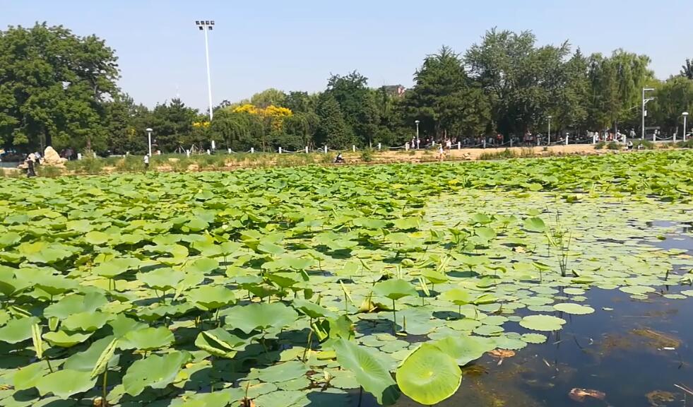 冬季的沈阳劳动公园,夏季的镜湖变成了溜冰运动场地