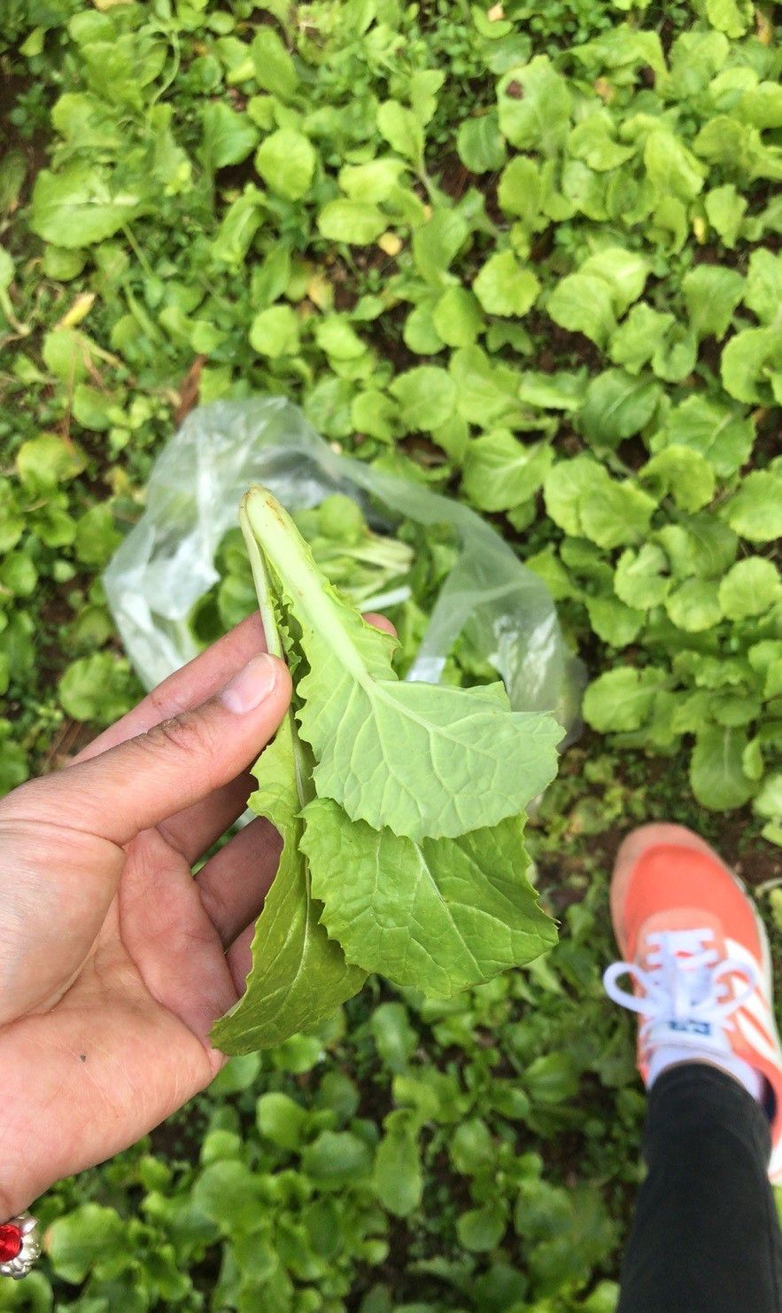 告诉你真的原生态的菜苗是什么样子的,城里人肯定不知道!