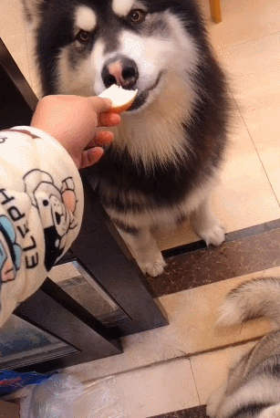 咬一口苹果就给狗,遭到狗的嫌弃,另一只态度截然不同