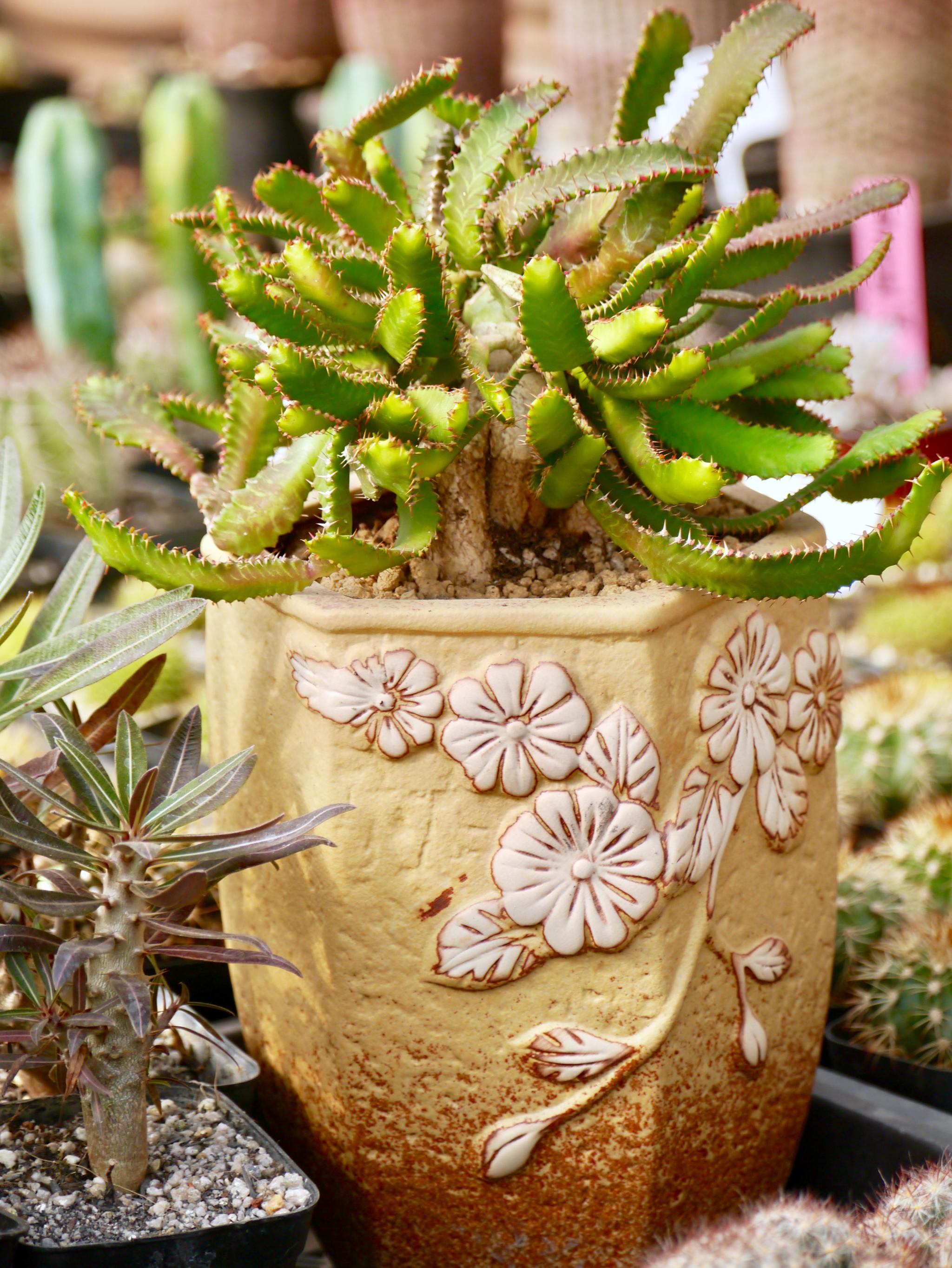 造型多肉植物的世界三