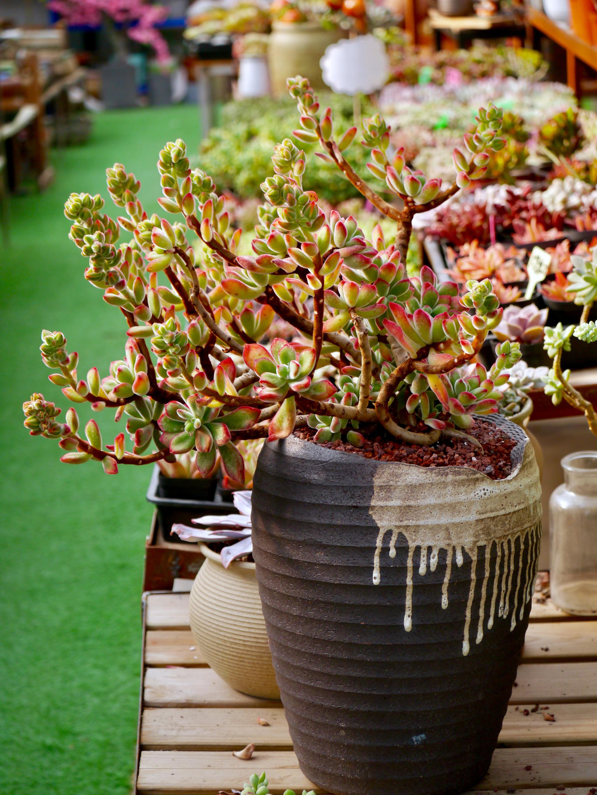 造型多肉植物的世界三