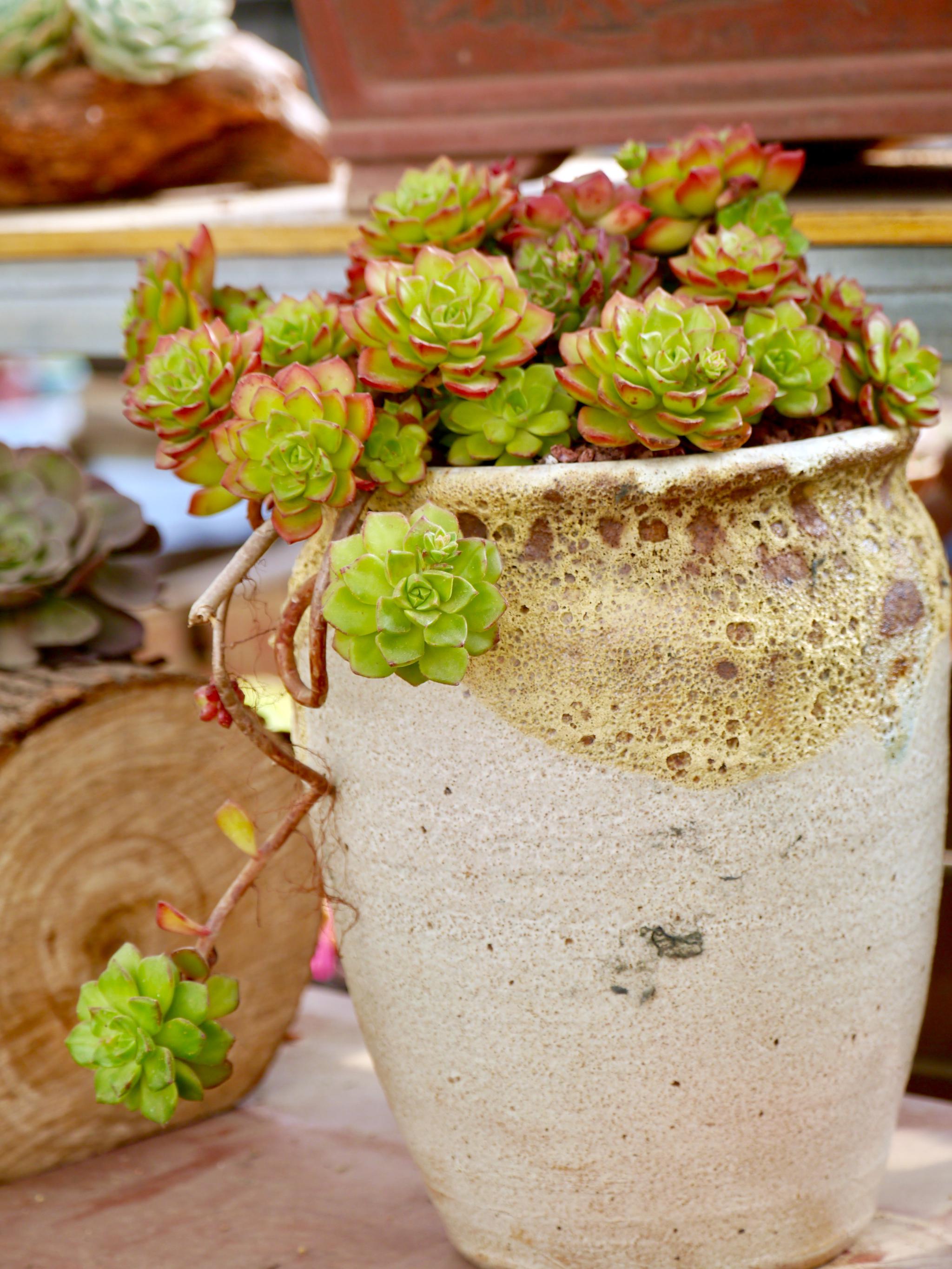 造型多肉植物的世界三