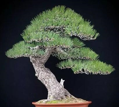 传统的桩头蟠扎采用棕丝进行,自然类树桩盆景广泛采用