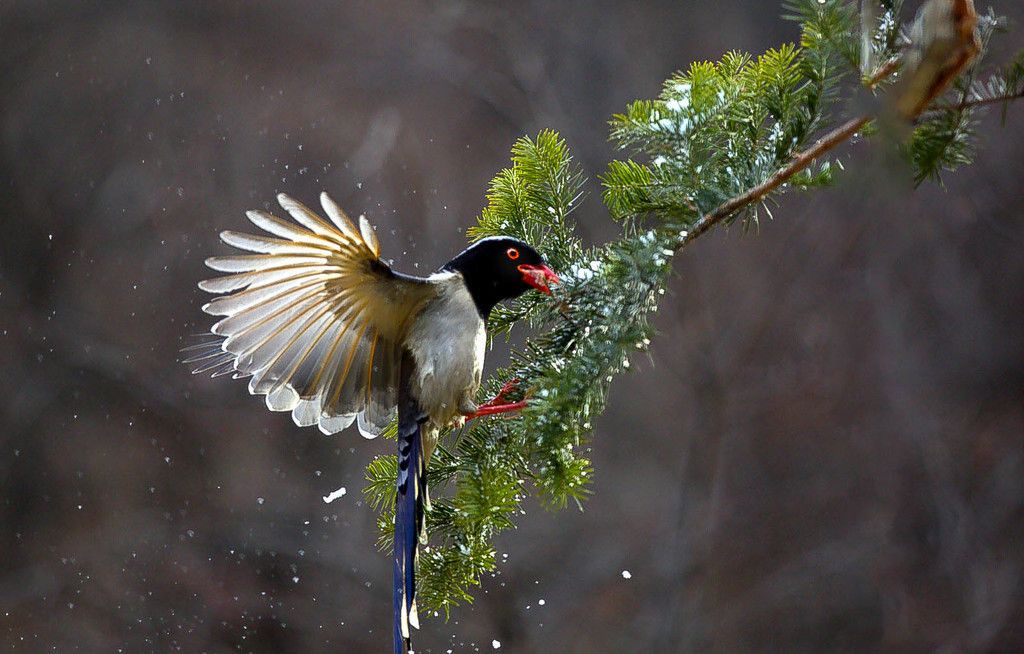 中国神话传说中的青鸟红嘴蓝鹊