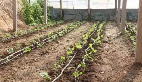 种植黄瓜,4个栽苗技巧,1个吊蔓技巧,黄瓜长势齐,产量高