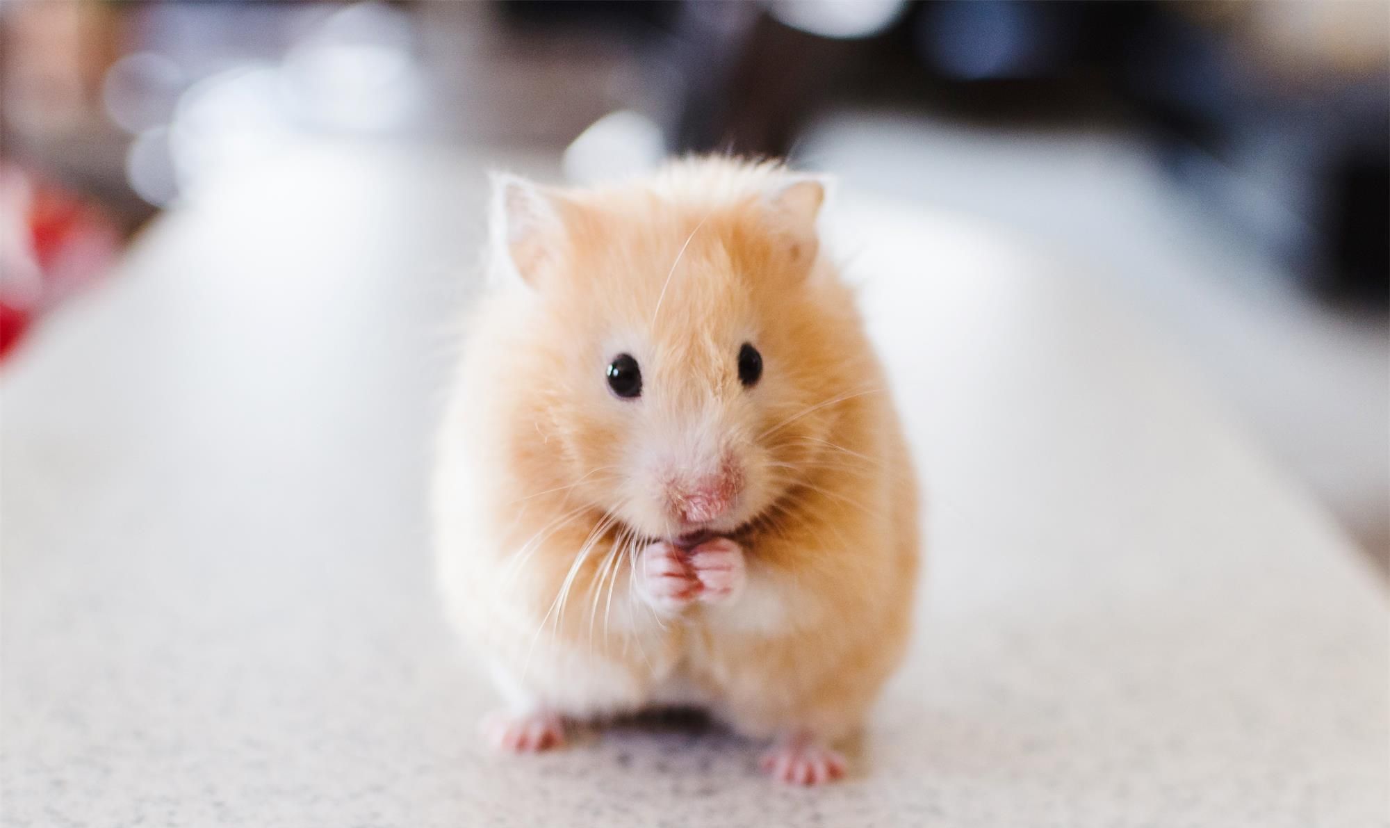 呆萌的小动物美图,你喜欢哪一个?第五期|灰鼠|小仓鼠|腮帮子_新浪新闻