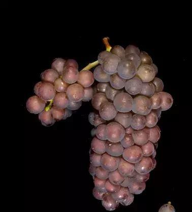 灰皮诺:馥郁矜持,爽脆怡人|皮诺|灰皮|葡萄酒_新浪新闻