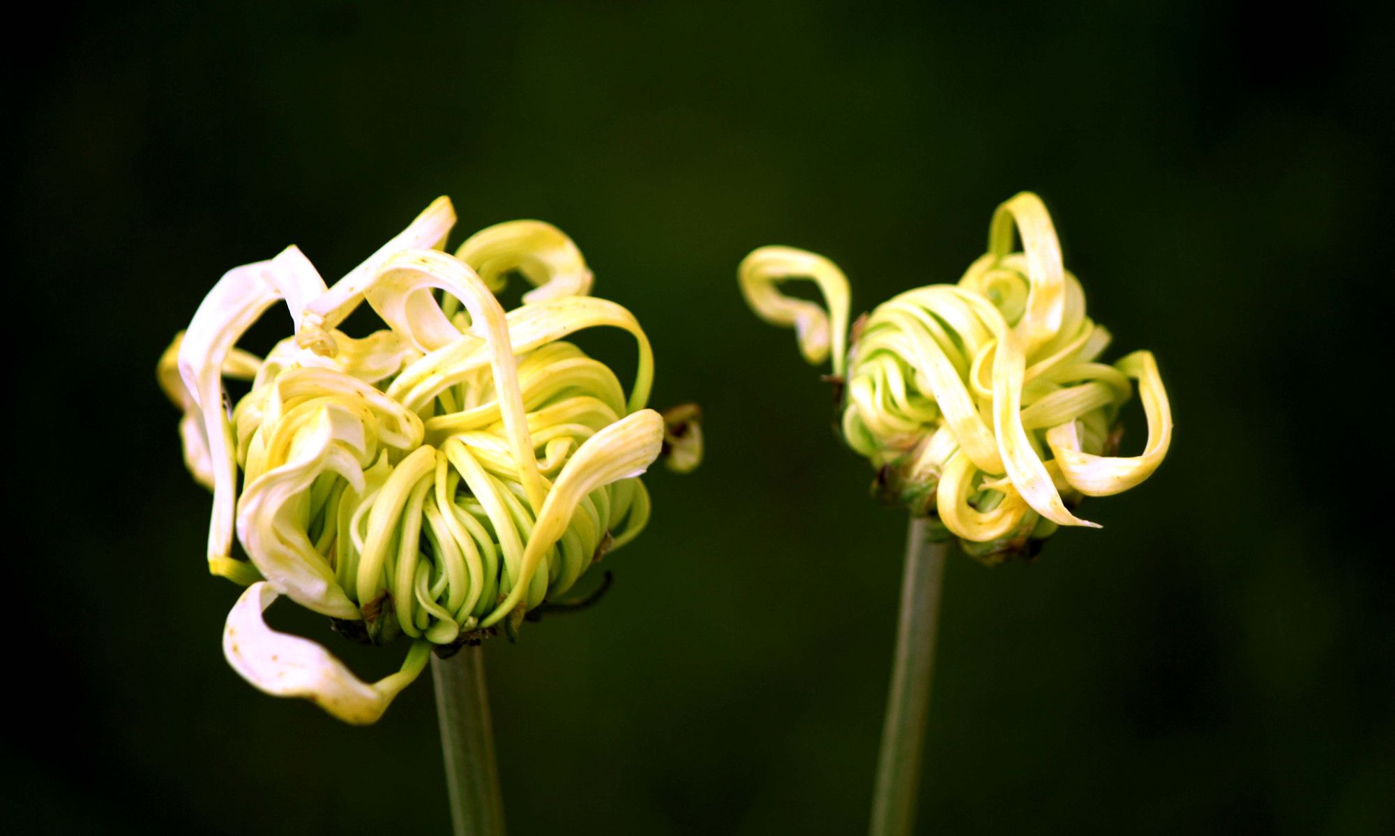 哈尔滨菊花展 菊花作品 含苞待放系列