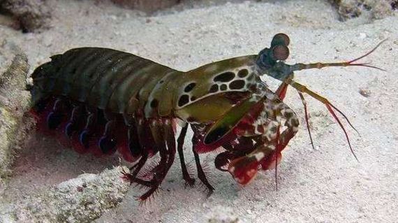 全球最凶猛的虾,号称海鲜届"泰森",爪子冲击力跟子弹差不多