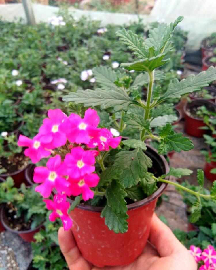 美女樱的日常养护