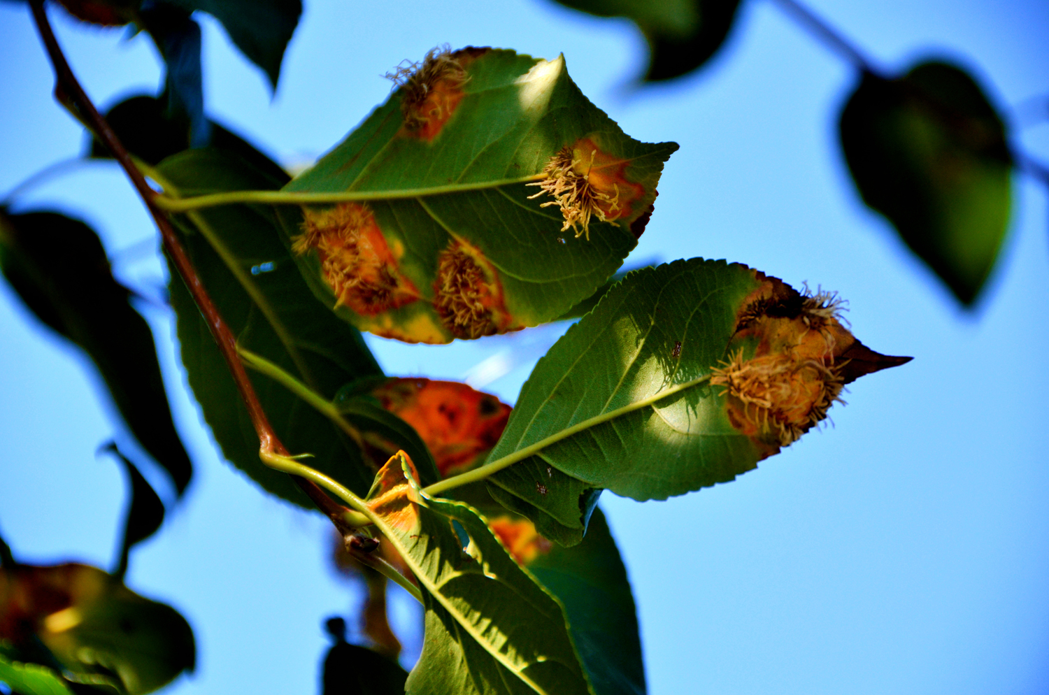 被细菌感染的海棠果叶子,原创摄影