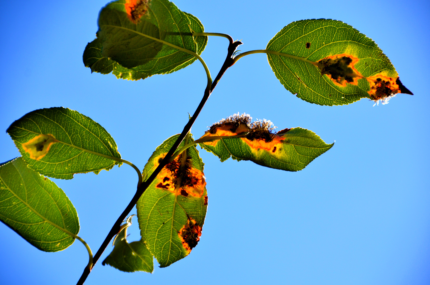 被细菌感染的海棠果叶子,原创摄影
