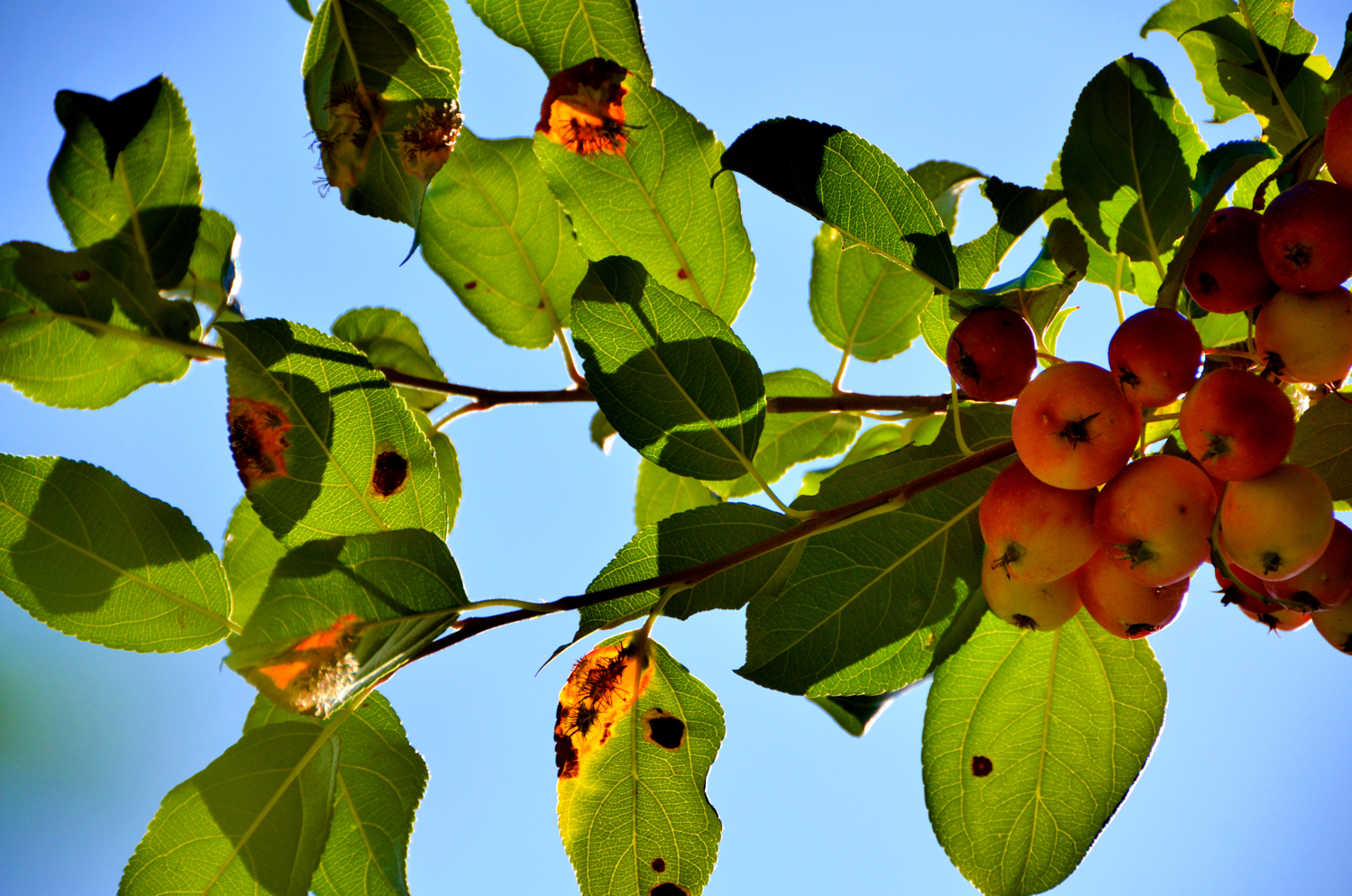 海棠果和被细菌感染的叶子,原创摄影