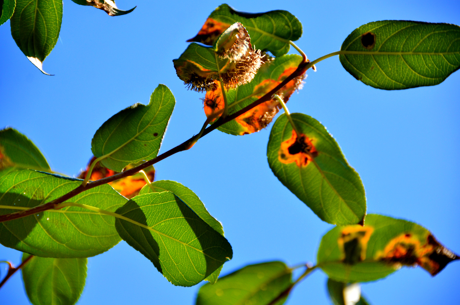 被细菌感染的海棠果叶子,原创摄影