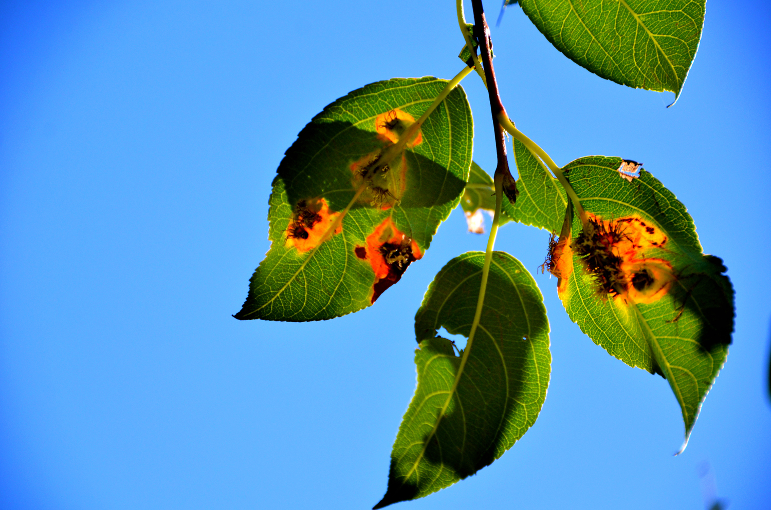 被细菌感染的海棠果叶子,原创摄影