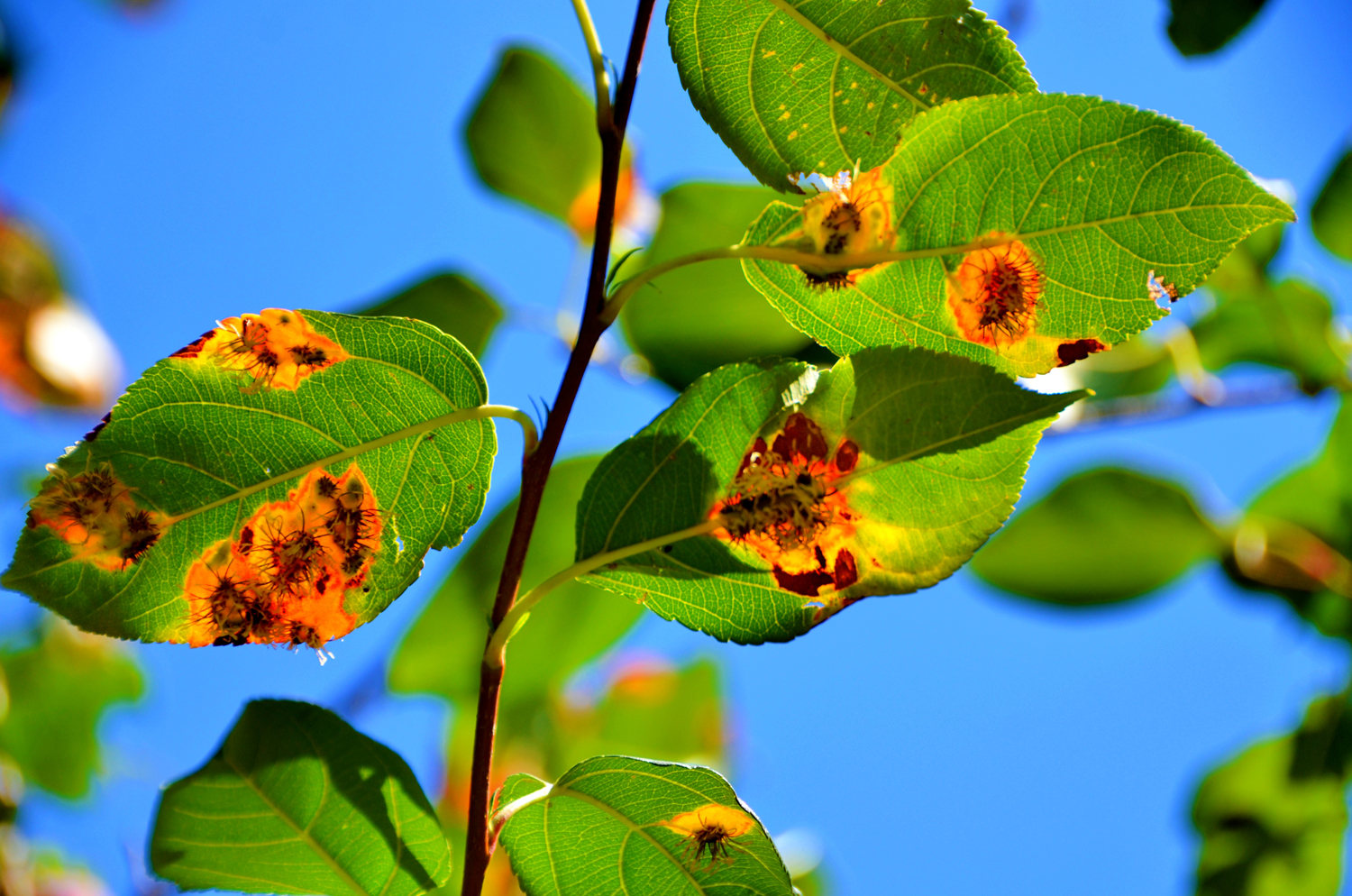 被细菌感染的海棠果叶子,原创摄影