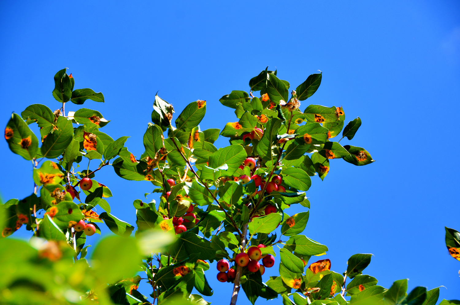 被细菌感染的海棠果叶子,原创摄影