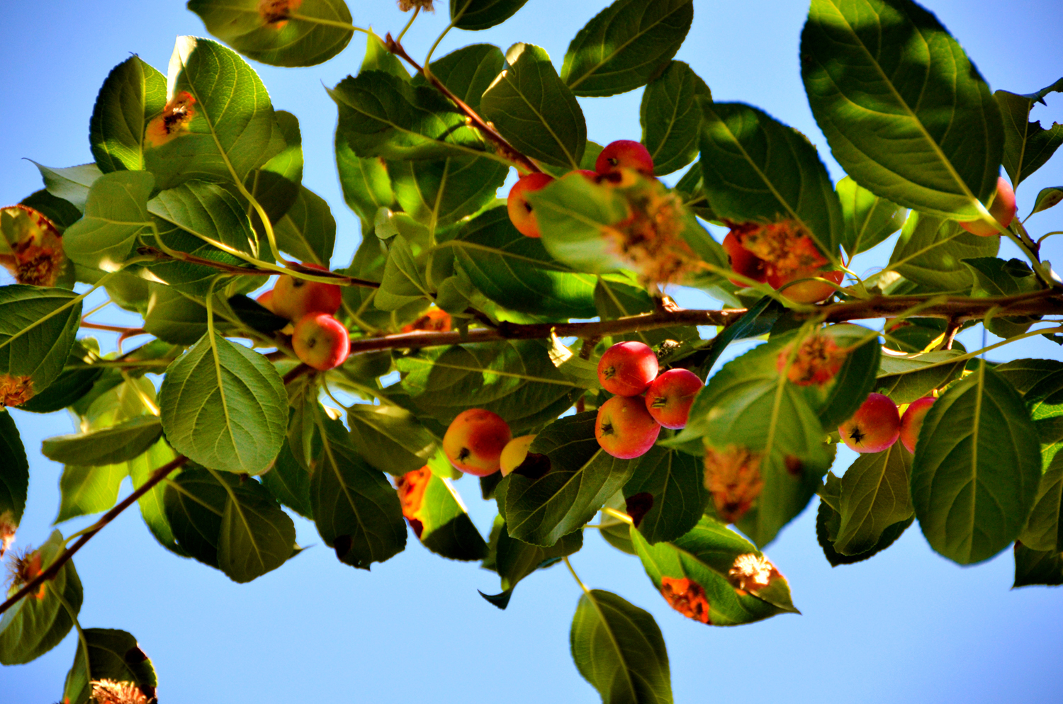 被细菌感染的海棠果叶子,原创摄影