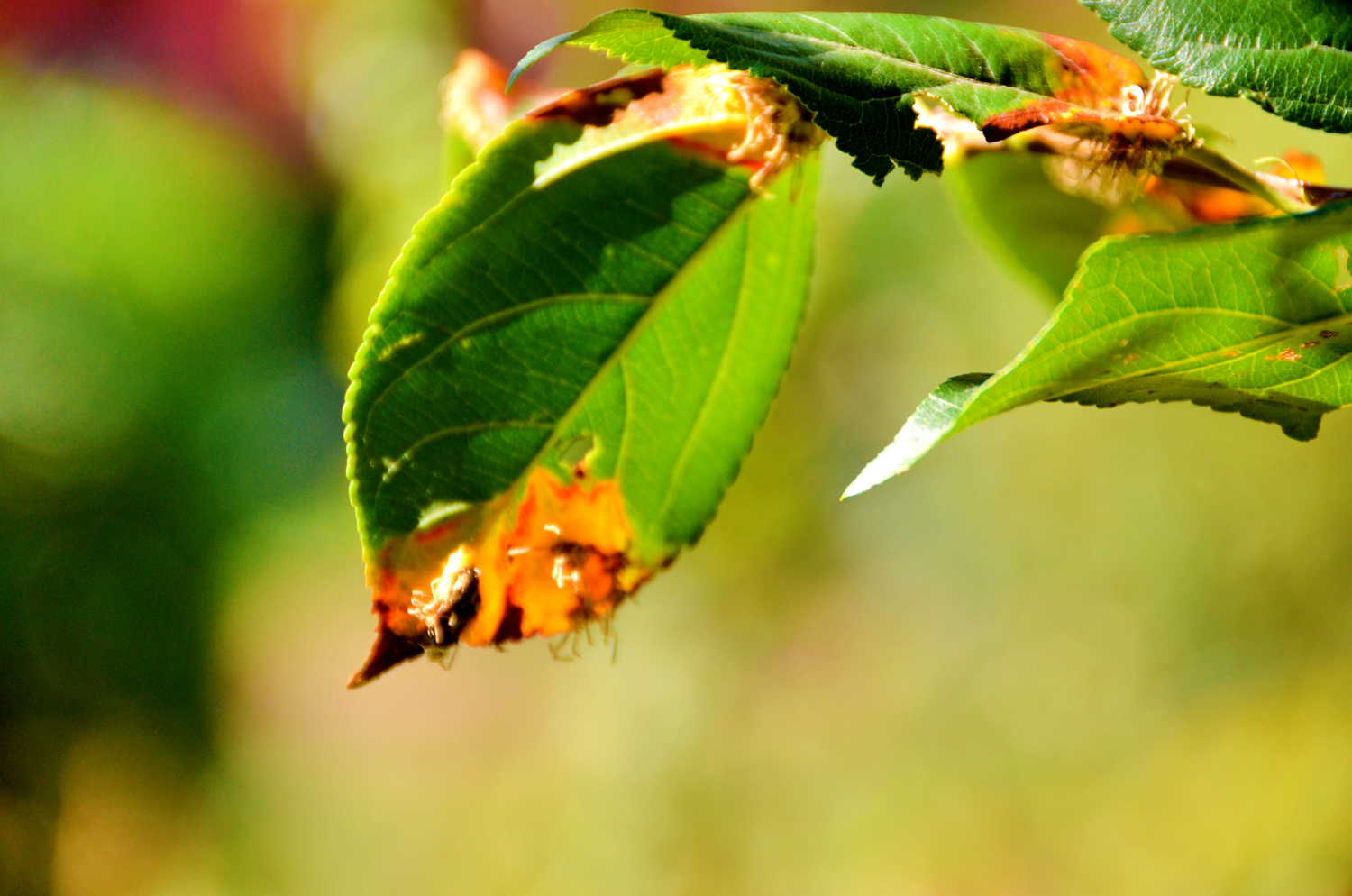 被细菌感染的海棠果叶子,原创摄影