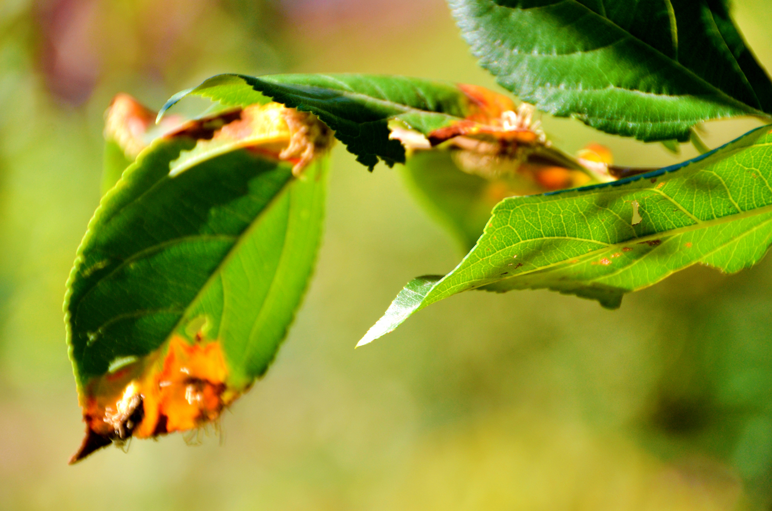 被细菌感染的海棠果叶子,原创摄影