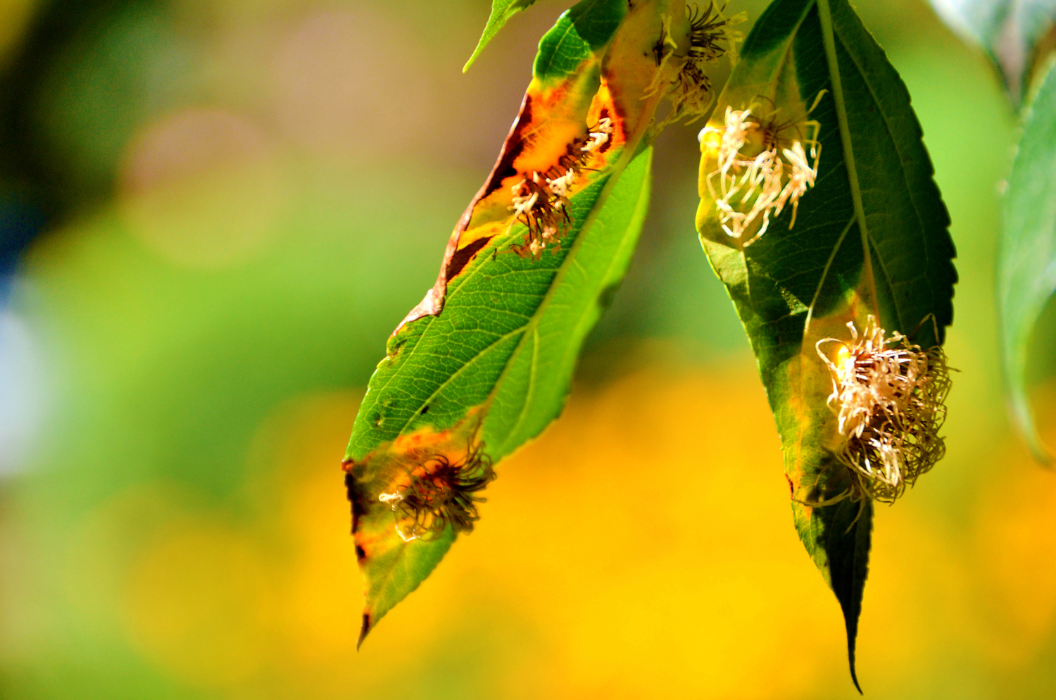 被细菌感染的海棠果叶子,原创摄影
