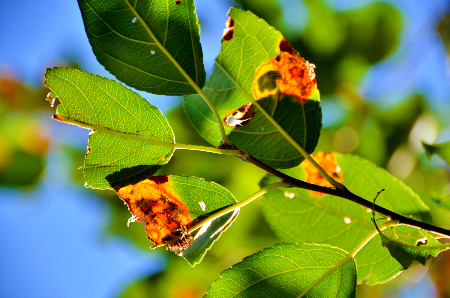 被细菌感染的海棠果叶子,原创摄影