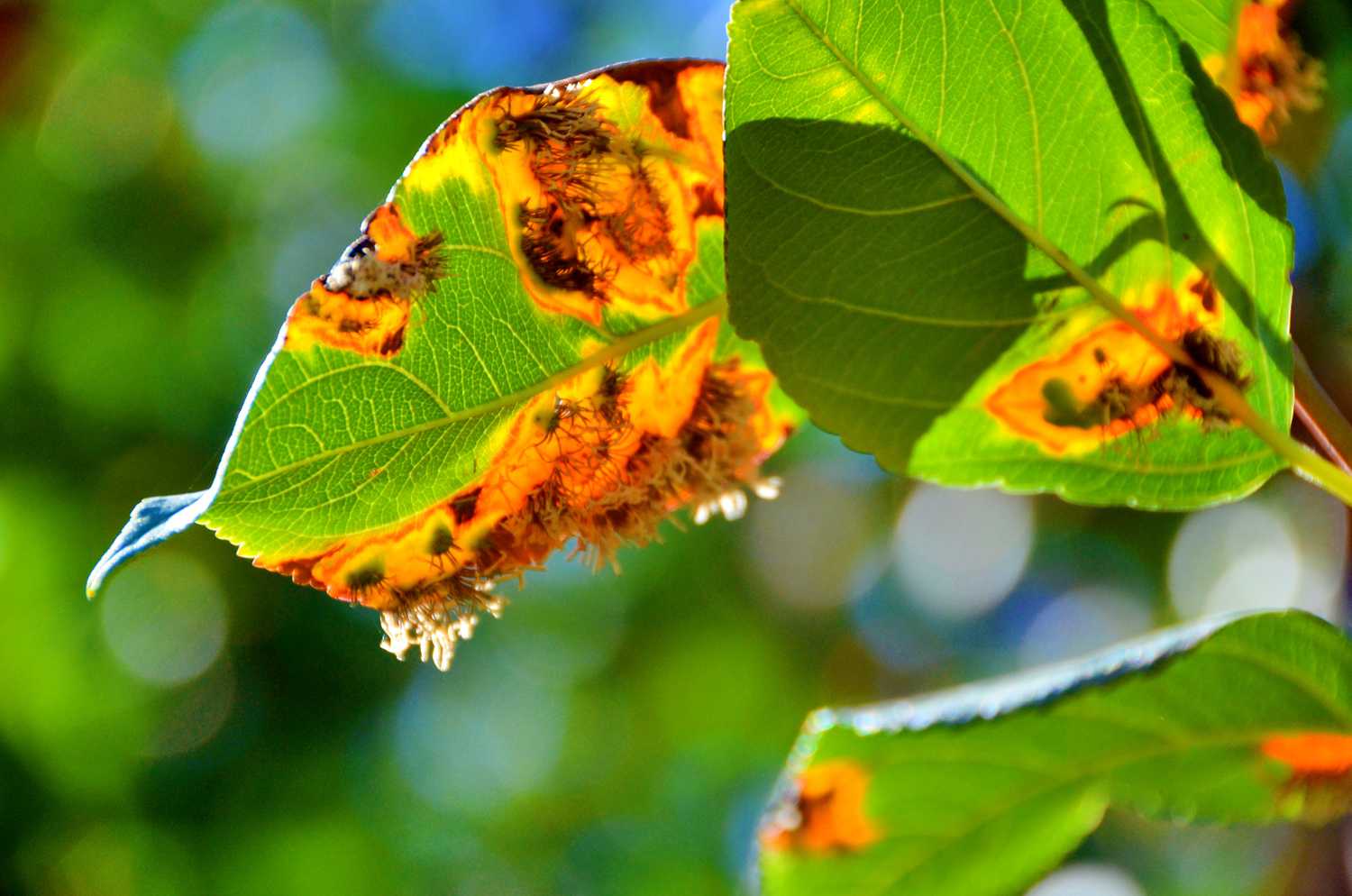 被细菌感染的海棠果叶子,原创摄影