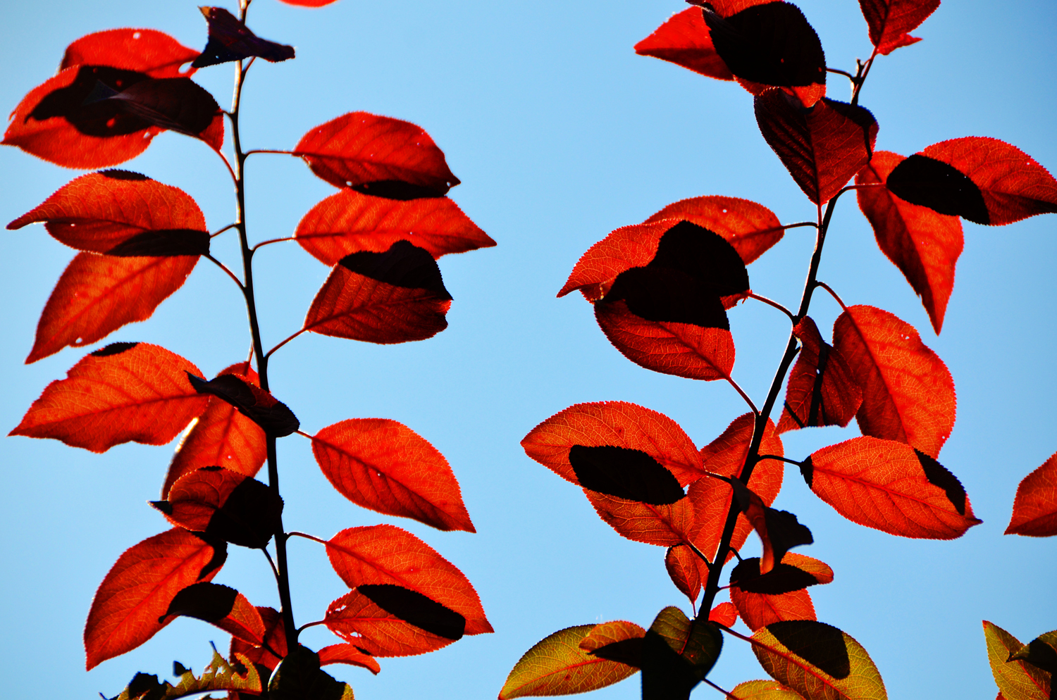 阳光下紫叶李的叶子,原创摄影
