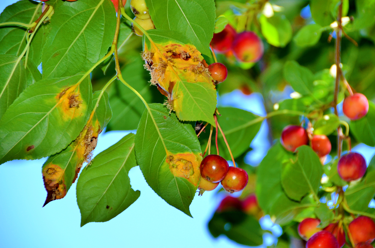 被细菌感染的海棠果叶子,原创摄影