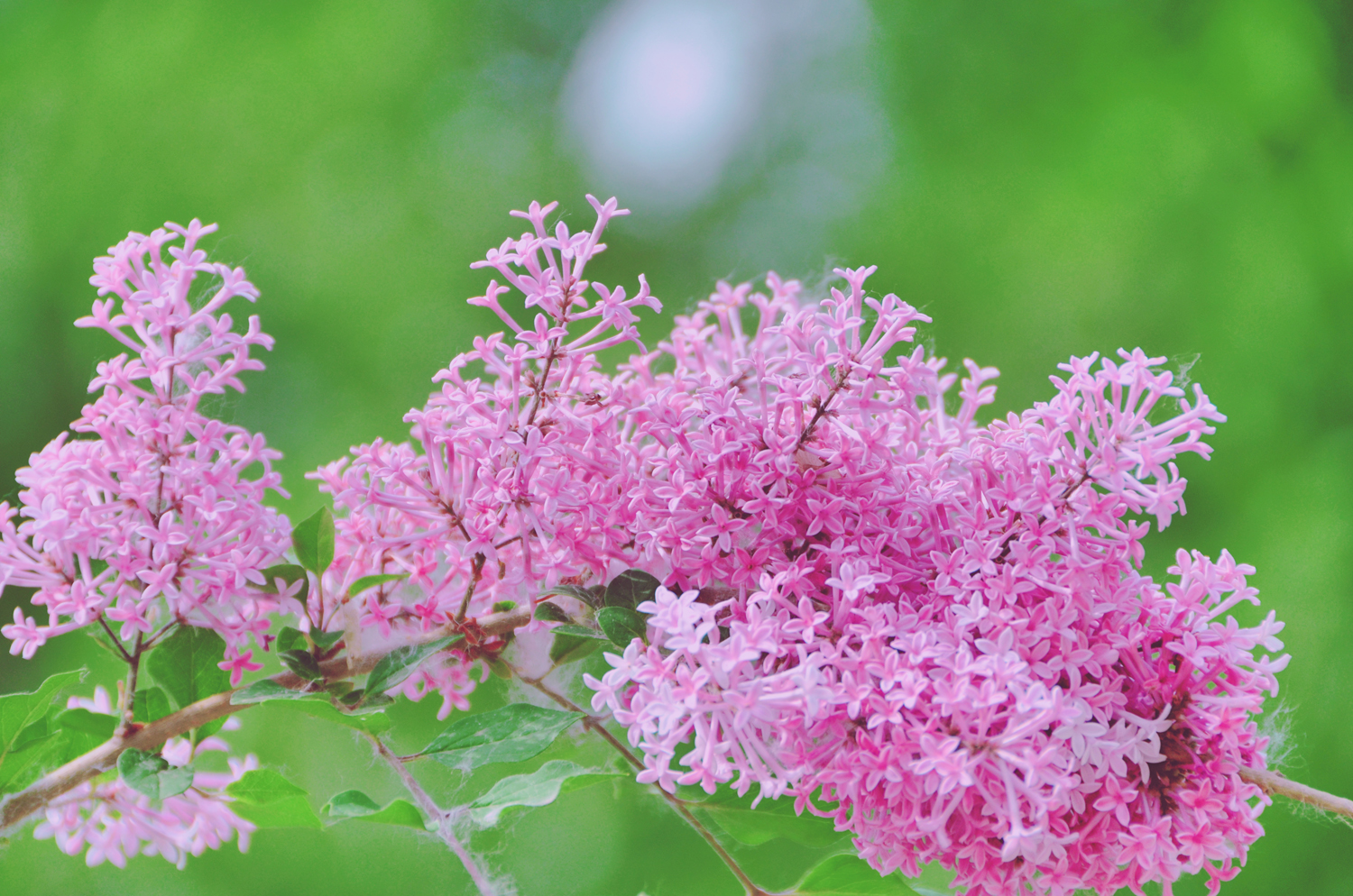 最是人间惆怅客,最是浪漫紫丁香花,原创摄影|丁香花|人间|摄影_新浪新