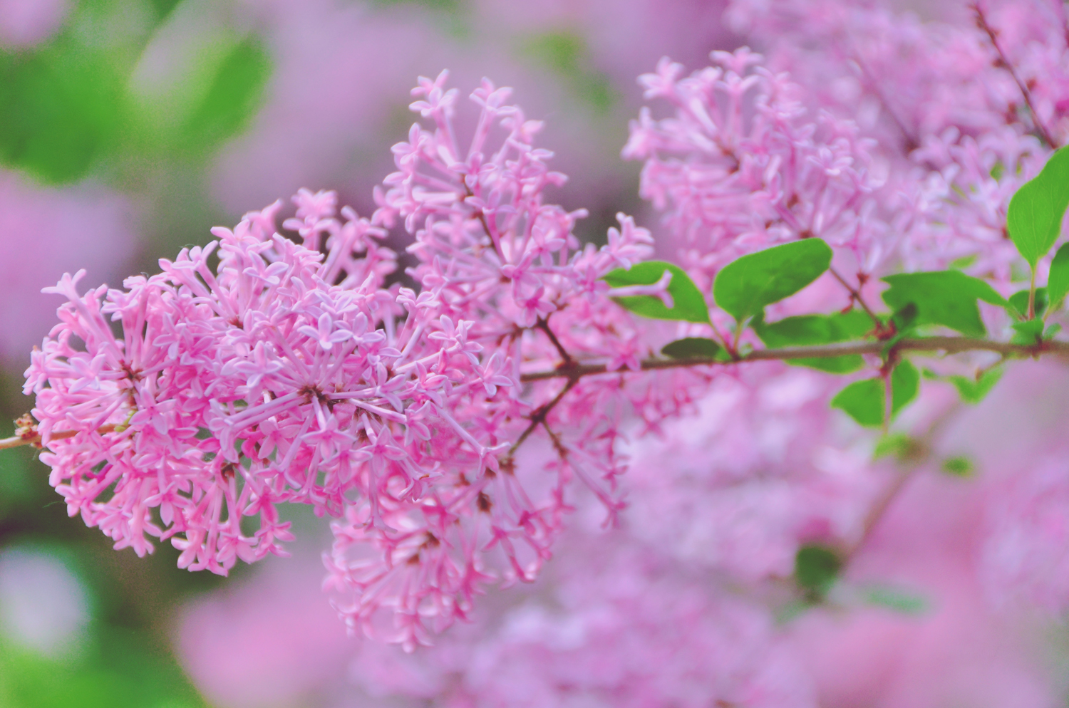 最是人间惆怅客最是浪漫紫丁香花原创摄影