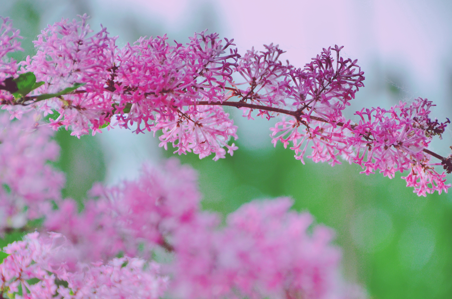 最是人间惆怅客最是浪漫紫丁香花原创摄影