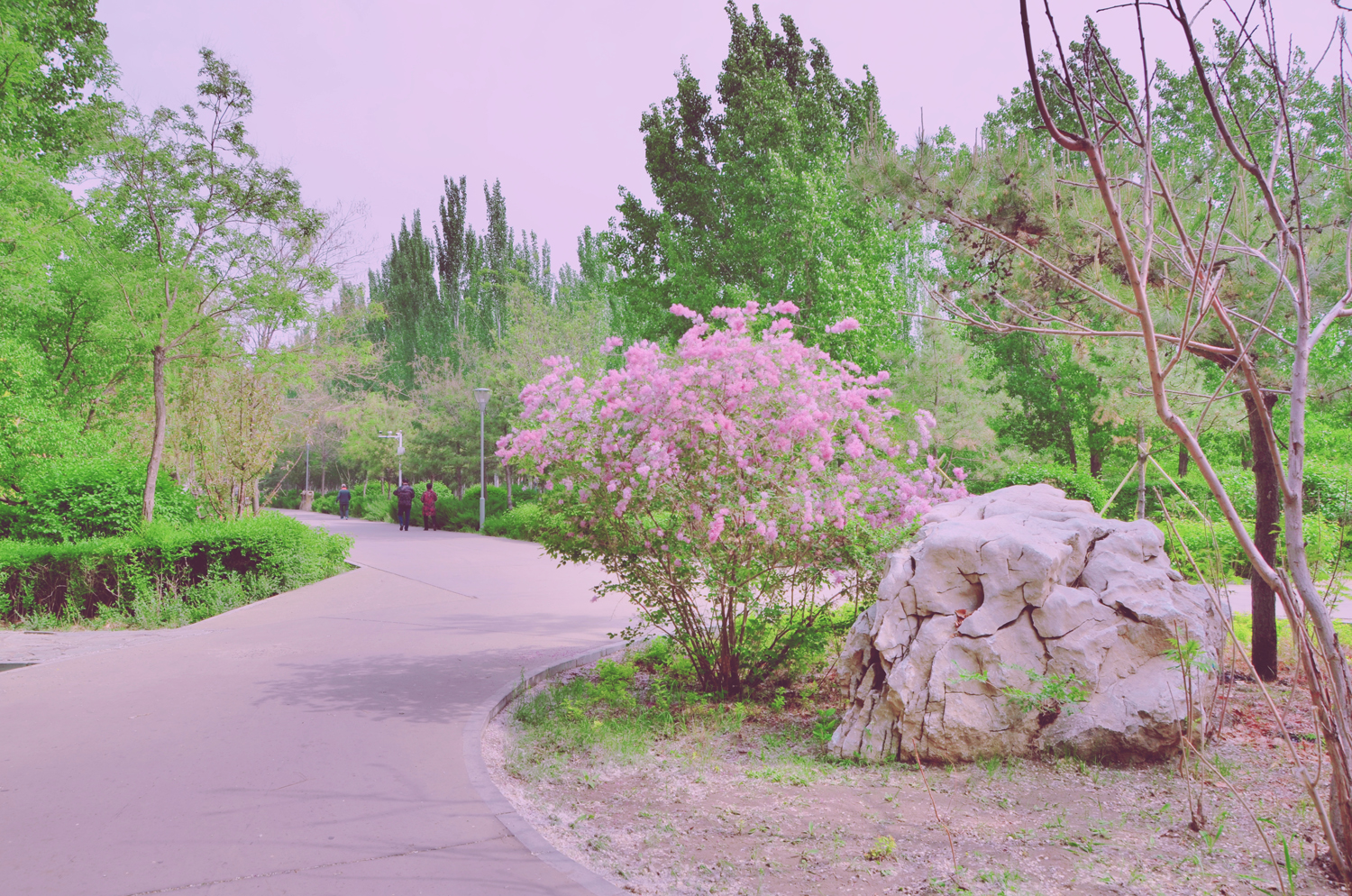 最是人间惆怅客最是浪漫紫丁香花原创摄影