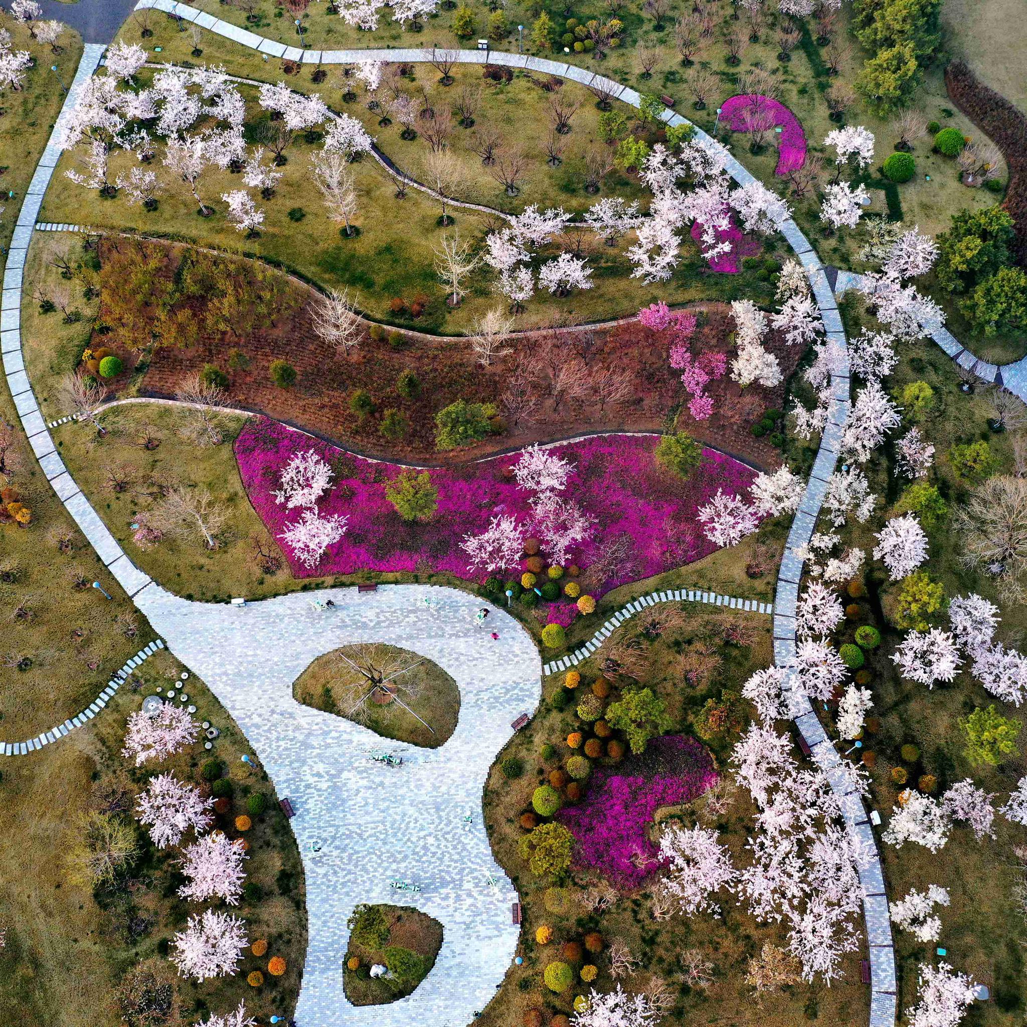 鸟瞰海边春天|春色|晨练|花海_新浪新闻