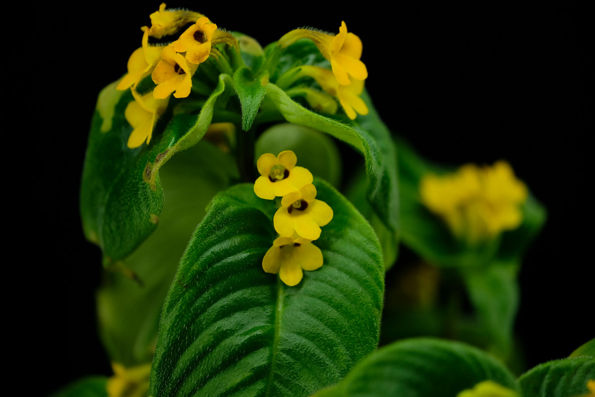 重磅!苦苣苔专刊出版,带你领略植物之美