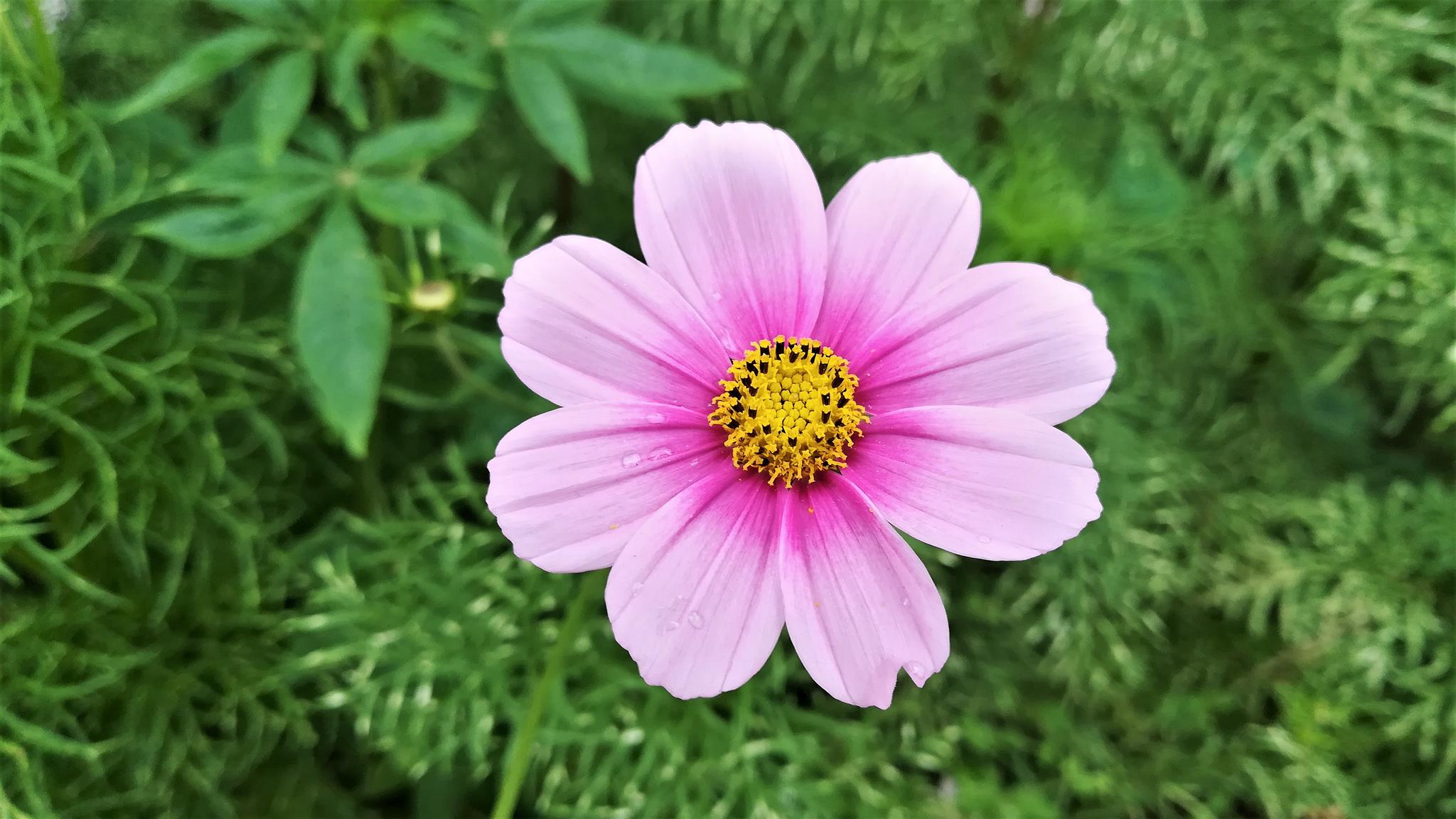 春季花瓣飘零的季节,和风下是温暖又幸福|格桑花|花瓣|花朵_新浪网
