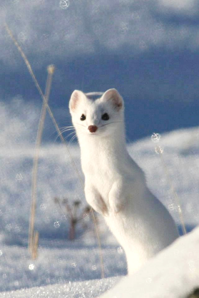 萌里透着一丝喜感~ 雪鼬