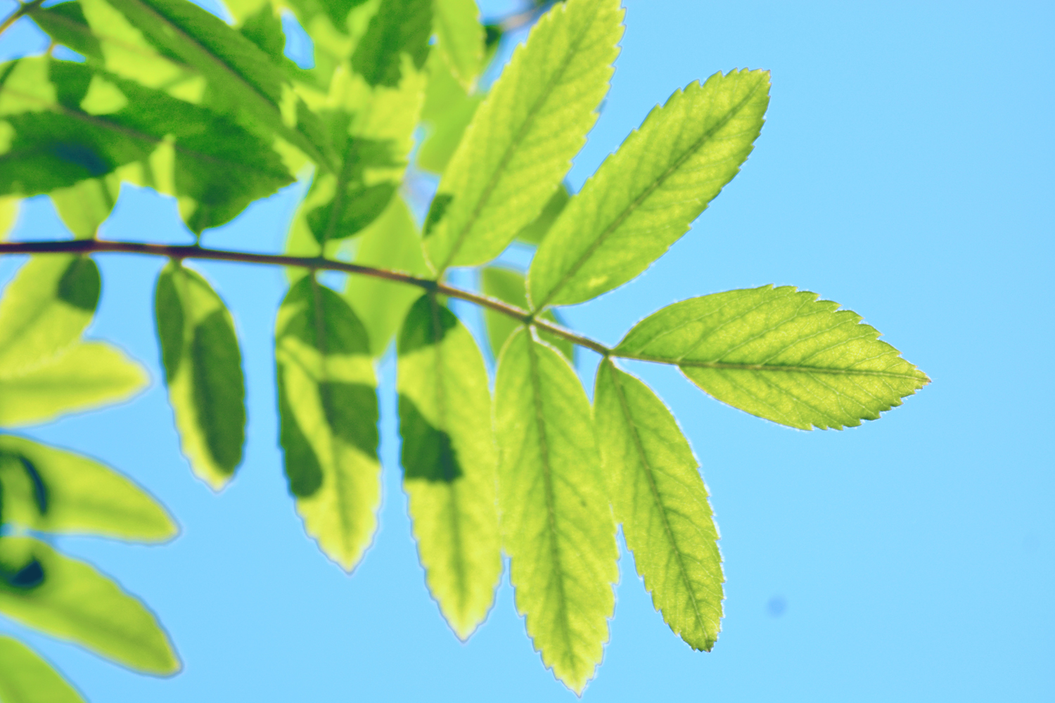 花楸树的叶子,原创摄影|楸树|摄影|原创_新浪新闻