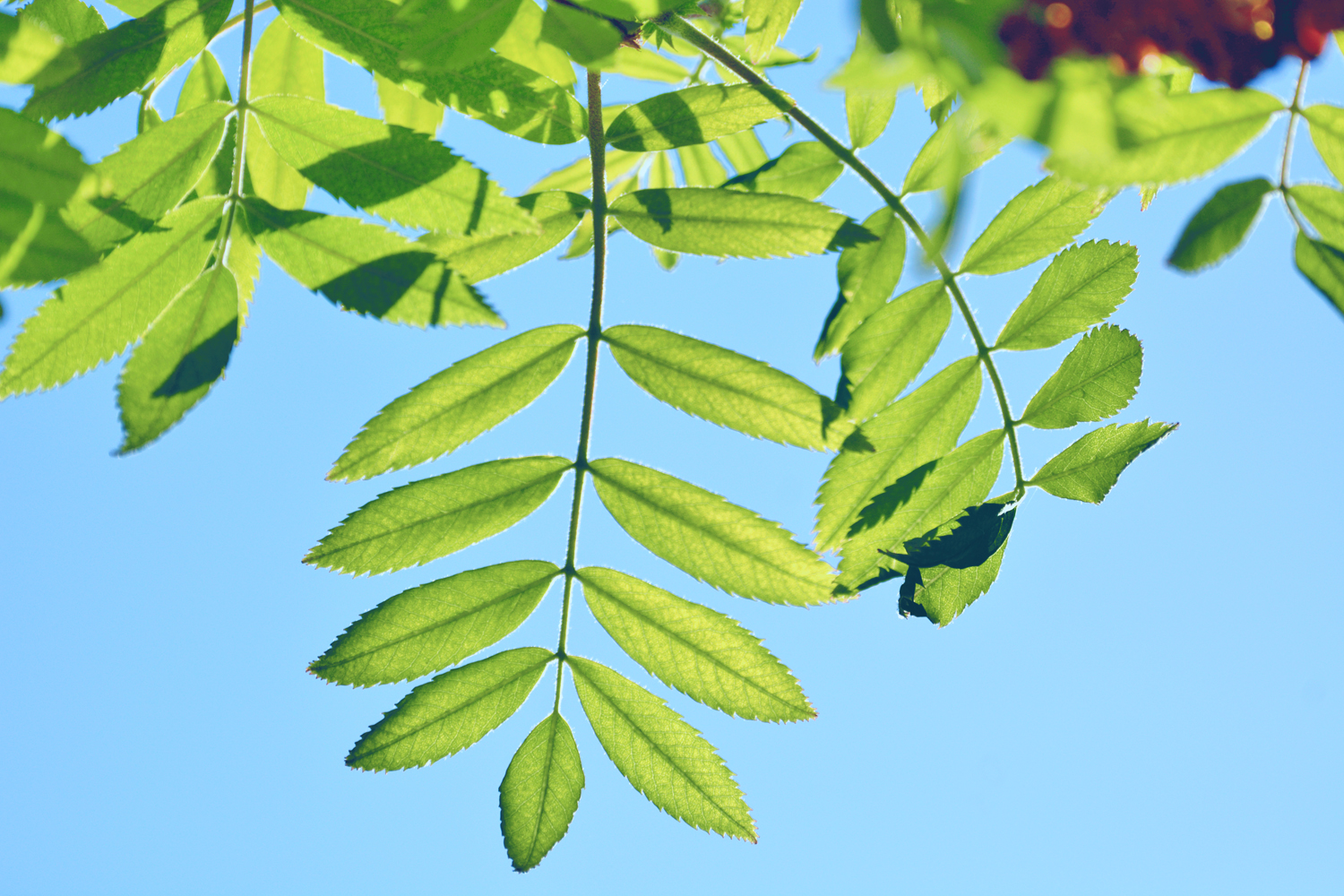 花楸树的叶子原创摄影
